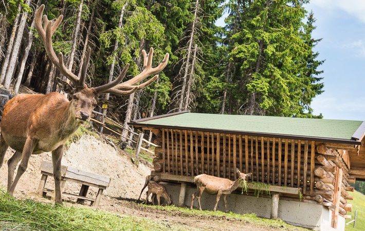 Montelinos magiske bjergsti